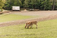Jaroslav Jedlička, Divočina z farmy