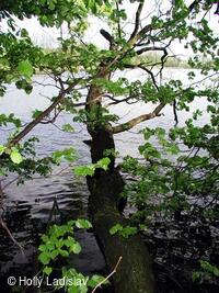 Naučná stezka KOTVICE