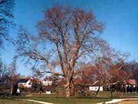 Památný strom Platan javorolistý (Platanus acerifolia), Bartošovice