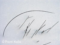 Mikulčin Vrch - Lopenické sedlo 17