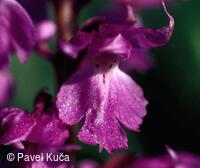 Bílé Karpaty, flóra, květena, orchideje, detail