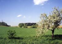 rozkvetly strom