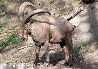 ZOO Praha