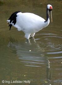 ZOO Praha