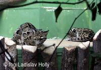 ZOO Praha