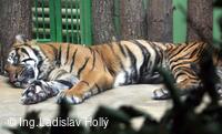 ZOO Praha