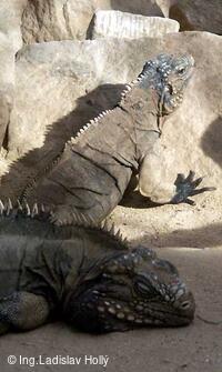 ZOO Praha