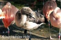 ZOO Praha