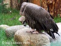 ZOO Praha