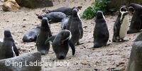 ZOO Praha