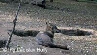 ZOO Praha