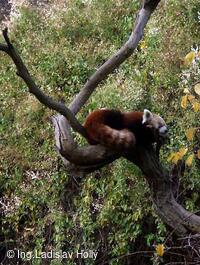 ZOO Praha