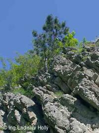 Hrad Starý Jičín 2004-05-21