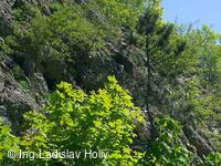 Hrad Starý Jičín 2004-05-21
