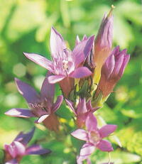 Dům kultury Frenštát pod Radhoštěm