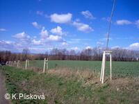 Petřvald