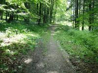 Uprava zeleně