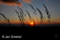 Jan Smekal