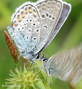 Bílé Karpaty, obec Komňa, fauna, motýl, modrásek